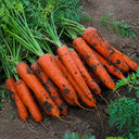 Five-Inch Ginseng Carrot Seeds, 10g