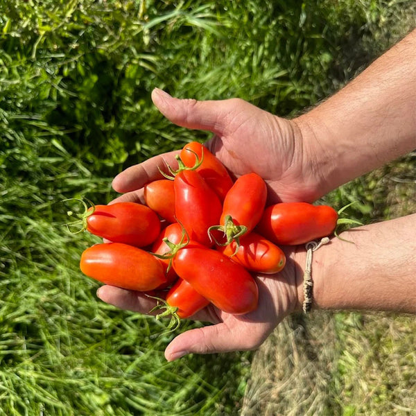 Ten Fingers of Naples Tomato, 10-15 Seeds