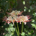 'Pink Dream' Lycoris, 1 Bulb