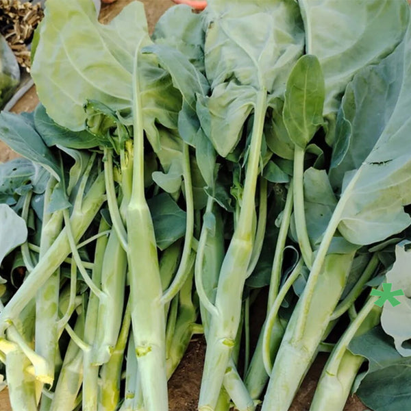 'Jiemei Jinmei Zhonghua' Chinese Kale Seeds, 20g
