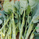 'Jiemei Jinmei Zhonghua' Chinese Kale Seeds, 20g