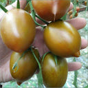 Purple Roman Tomato Seeds, 10 Seeds