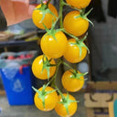 ‘Yellow Millennium’ Cherry Tomato Seeds, 50 Seeeds