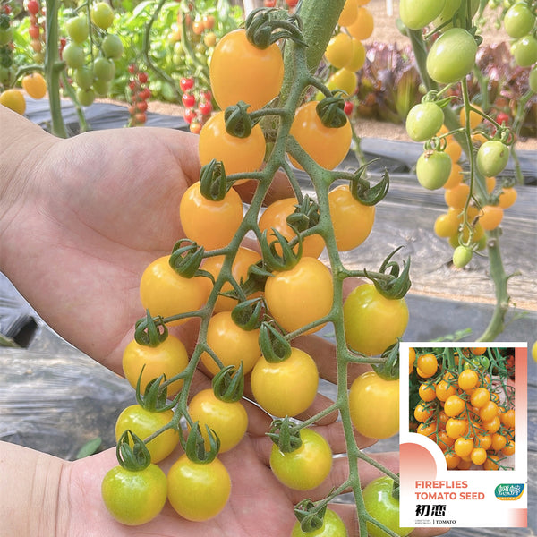 'First Love' Golden Cherry Tomato Seeds, 20 Seeds