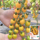 'First Love' Golden Cherry Tomato Seeds, 20 Seeds