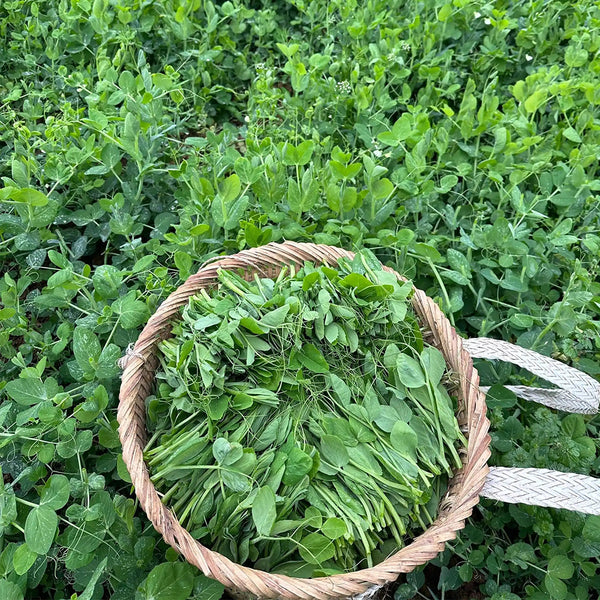 Jiemei Beardless Pea Shoots Seeds, 25g