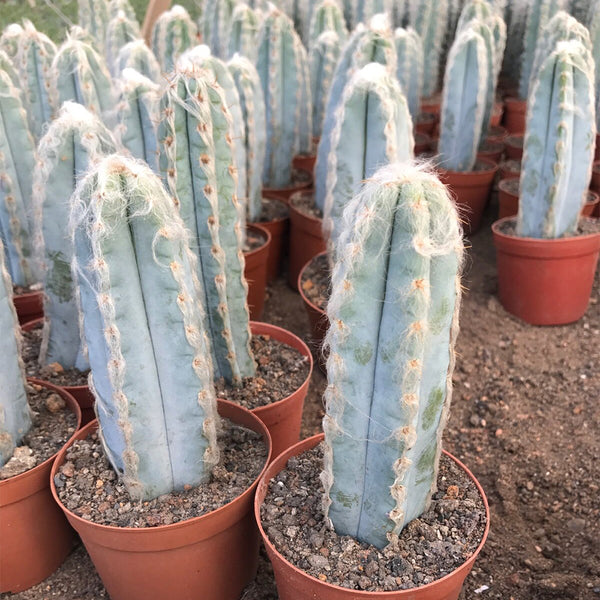 Pilosocereus azureus, 9-10cm