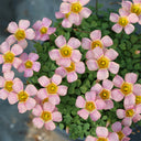Oxalis obtusa Series Bulb - 'Echo', 2 Bulbs
