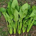 'Jinbote No.26' Spinach Seeds, 10g