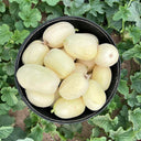 Qingzhou Silver Melon Seeds, 1g