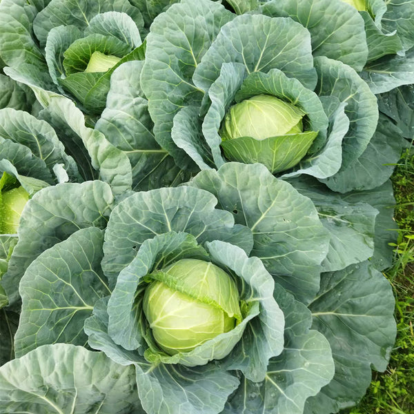 'Xingyou' Fruit Cabbage, 500 Seeds