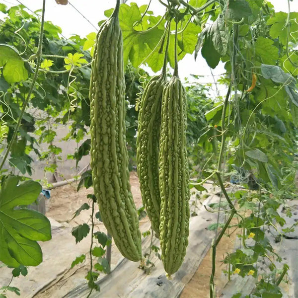 'Lvjinlong' Bitter Melon Seeds, 10g