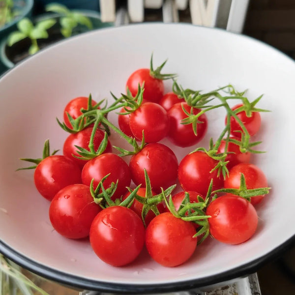 Hanging Tomato, 10 Seeds
