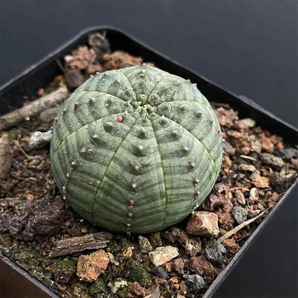 Euphorbia obesa Succulent, 2-3cm