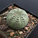 Euphorbia obesa Succulent, 2-3cm