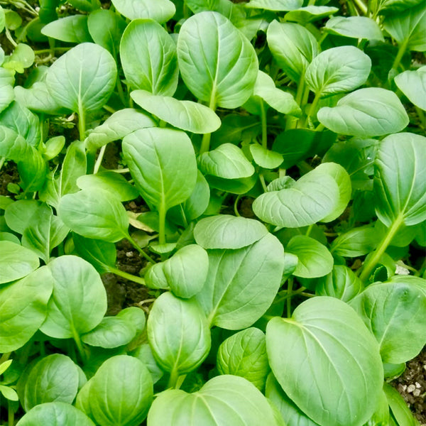 Round-Leaved Baby Bok Choy Seeds