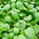 Round-Leaved Baby Bok Choy Seeds