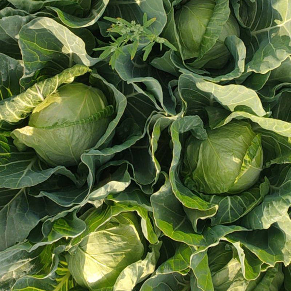 Fruit Cabbage Seeds, 2g
