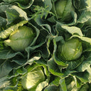 Fruit Cabbage Seeds, 2g