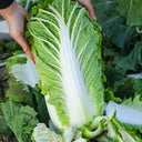 Shiny Green No.3 Chinese Cabbage Seeds, 5 × 4g Bags