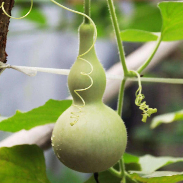 Small Waist Gourd, 20 Seeds