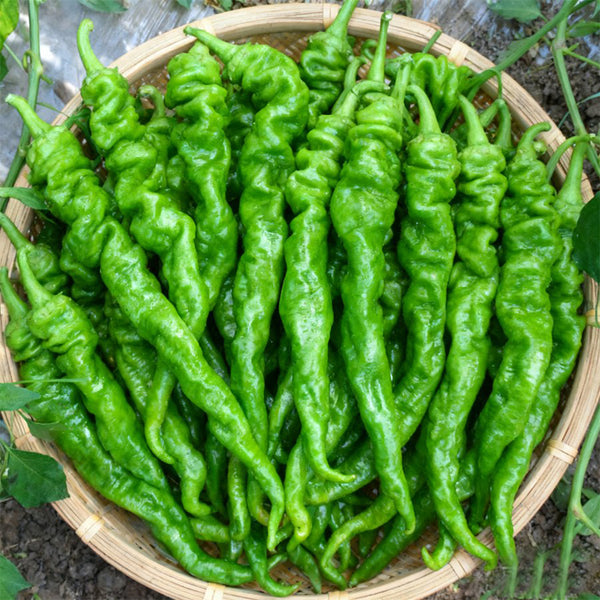 'Meinaxiang' Spiral Pepper, 30 Seeds
