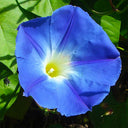 U2218 Super Giant Morning Glory, 100 Seeds