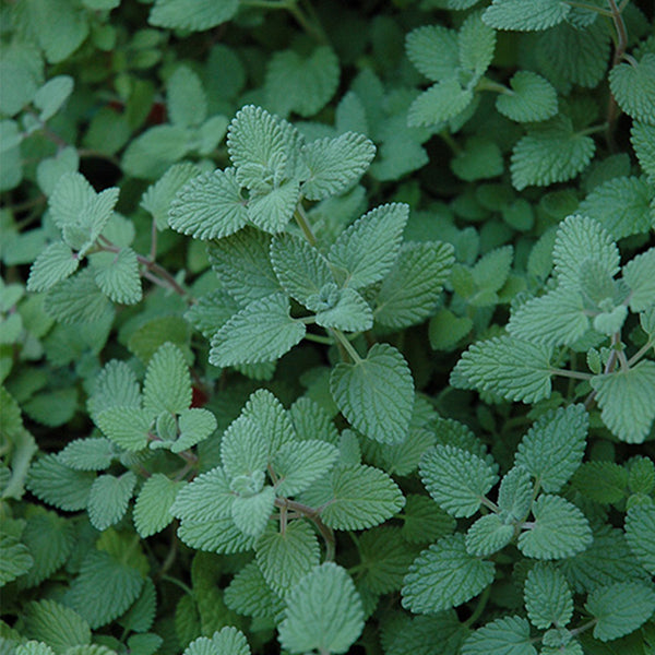 Mussin's Catmint, 10 Seeds