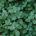 Mussin's Catmint, 10 Seeds
