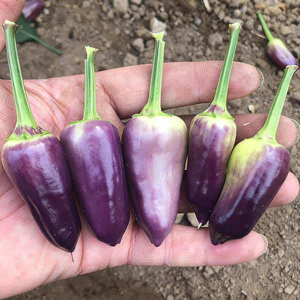 Purple Tower Facing-Heaven Pepper Seeds, 0.2g
