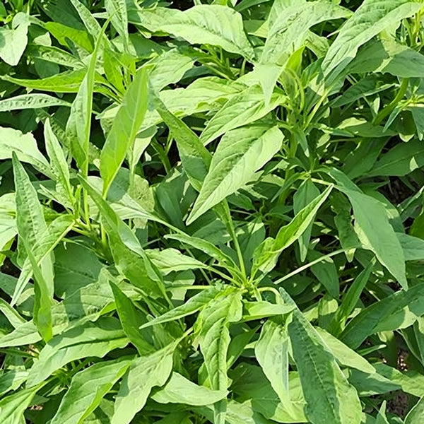 Green Willow Leaf Amaranth Seeds, 10g