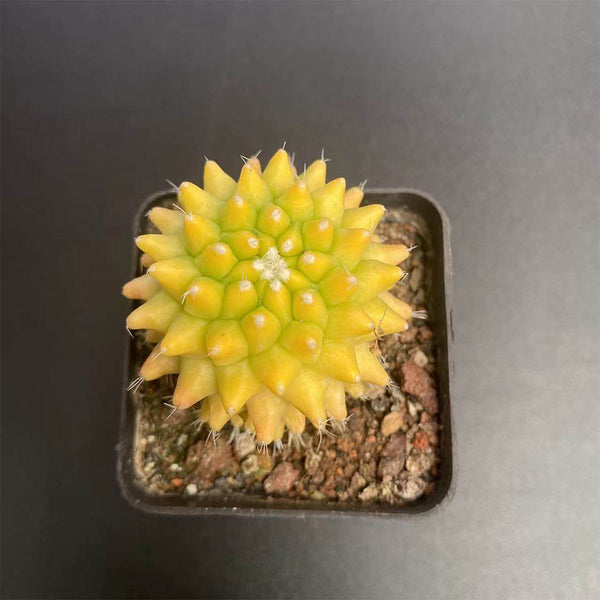 Variegated Mammillaria Live Cactus