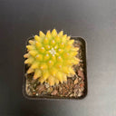 Variegated Mammillaria Live Cactus