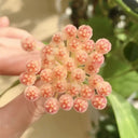 Hoya rosarioae, 5 Cuttings