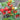 Accordion Cherry Tomato, 5 Seeds