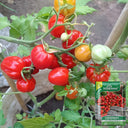 Accordion Cherry Tomato, 5 Seeds