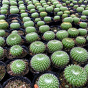 Parodia haselbergii subsp. graessneri 'Green', 3-4cm