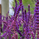 Hezhichun Woodland Sage Seeds, 1g