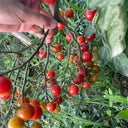 Sweet Aperitif Tomato, 5 Seeds