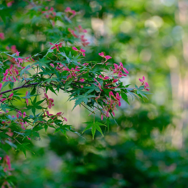 Shallow Lobed Green Leaf Japanese Maple, 100 Seeds