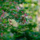 Shallow Lobed Green Leaf Japanese Maple, 100 Seeds