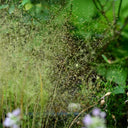 Cloud Grass Seeds, 1000 Seeds