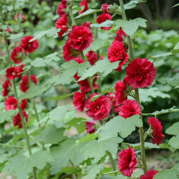 W964 Tall Double Red Hollyhock, 10 Grams ≈ 500 Seeds