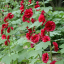 W964 Tall Double Red Hollyhock, 10 Grams ≈ 500 Seeds
