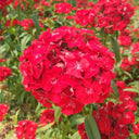 Red Sweet William Seeds, 500 Seeds