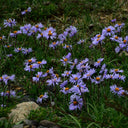 Alpine Aster Mix Seeds, 500 Seeds