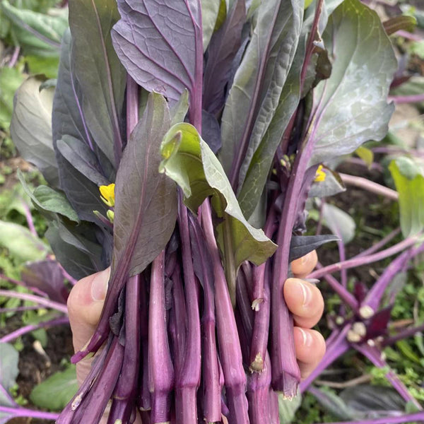 'Jiuhua' Flowering Stalk Seeds, 10g