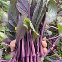 'Jiuhua' Flowering Stalk Seeds, 10g