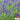 Hezhichun Blue Sage, 50 Seeds