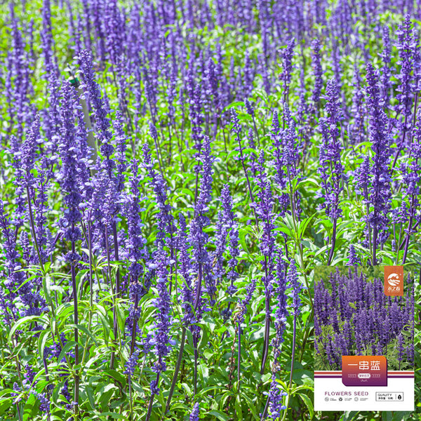 Hezhichun Blue Sage, 50 Seeds